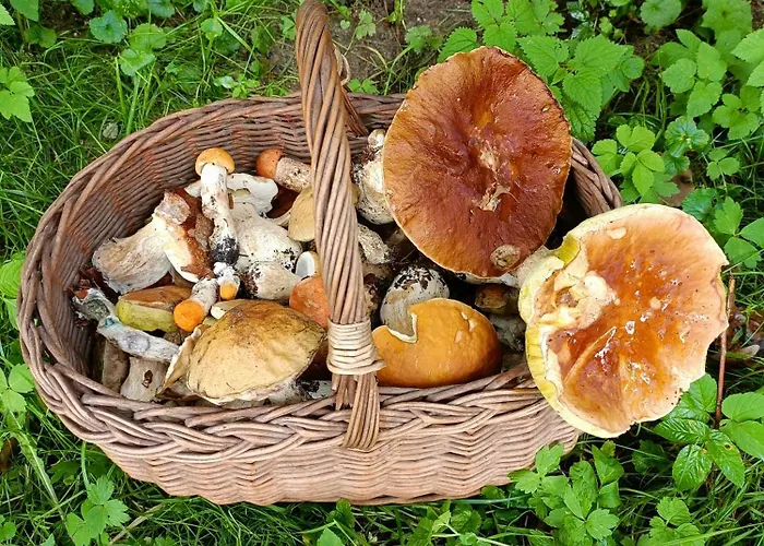 Pensión Mrowisko Maslowice (Slawno)