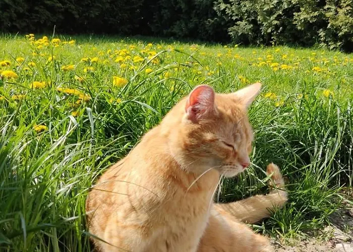 Mrowisko Maslowice (Slawno)